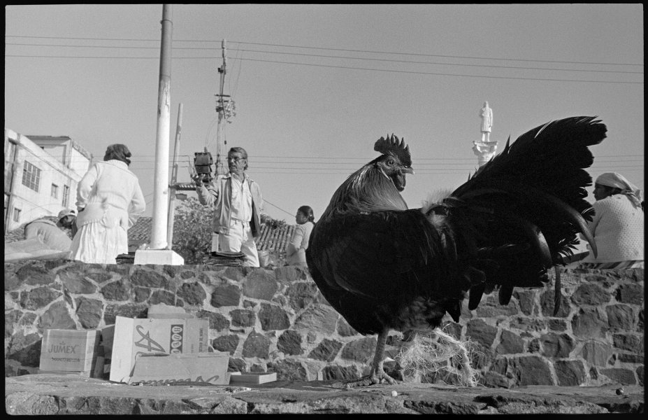 Rooster, Veracruz