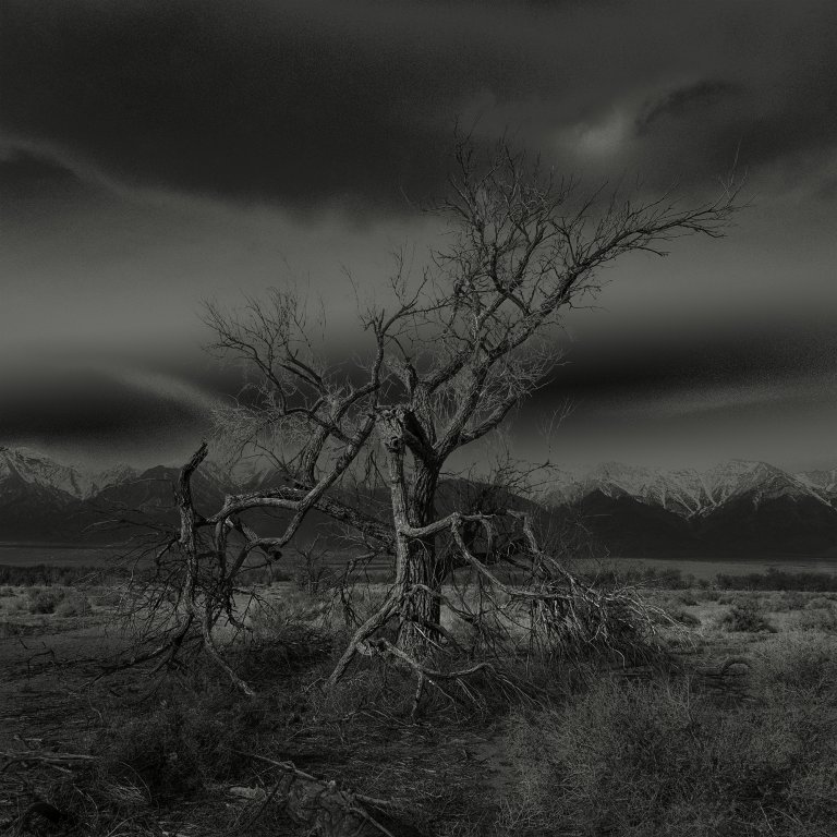 【非売品】THE STORY OF A TREE 日本語版 非売品】THE STORY OF A TREE 日本語版 - メルカリ